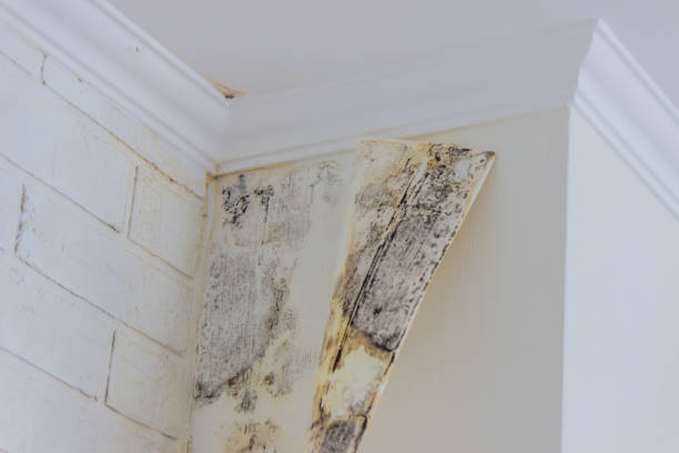 Best Emergency Mold Remediation  in Fowler, MI